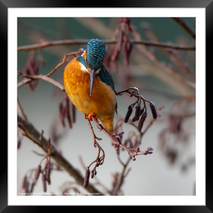 Common Kingfisher Framed Mounted Print by Brett Pearson