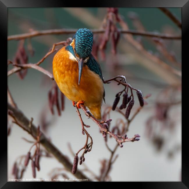 Common Kingfisher Framed Print by Brett Pearson