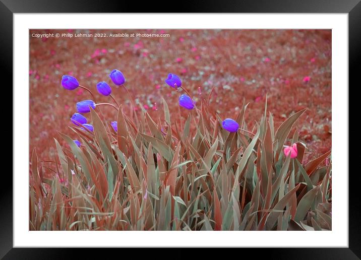 Tulips Artistic Coloration 5  Framed Mounted Print by Philip Lehman
