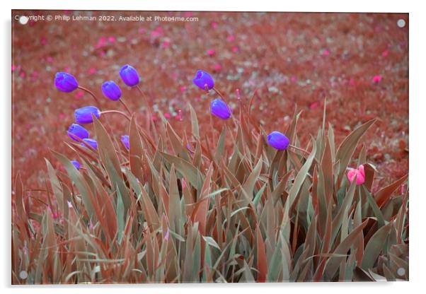 Tulips Artistic Coloration 5  Acrylic by Philip Lehman