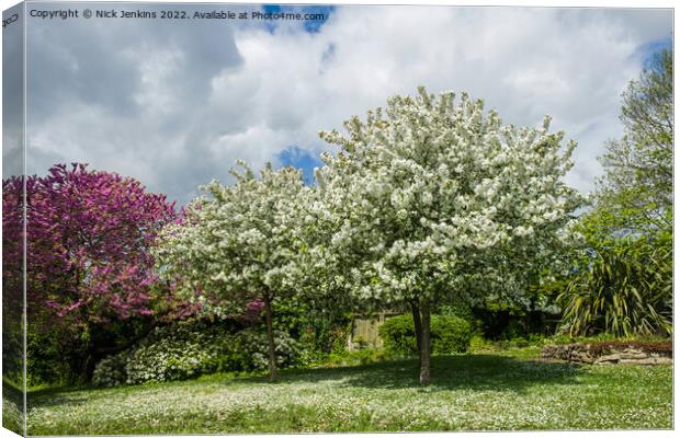 Spring with Trees in blossom Penarth Gardens  Canvas Print by Nick Jenkins