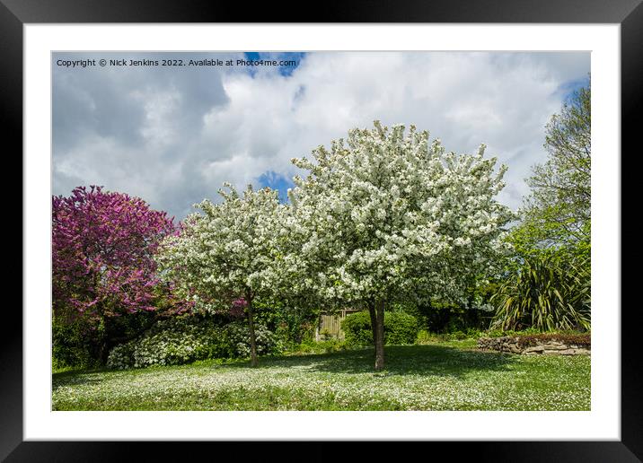 Spring with Trees in blossom Penarth Gardens  Framed Mounted Print by Nick Jenkins