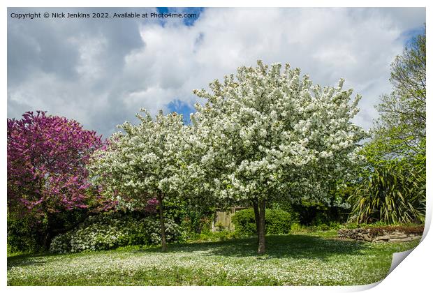Spring with Trees in blossom Penarth Gardens  Print by Nick Jenkins