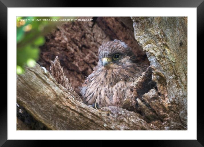 Kestrel chick about ready to fledge Framed Mounted Print by Kevin White