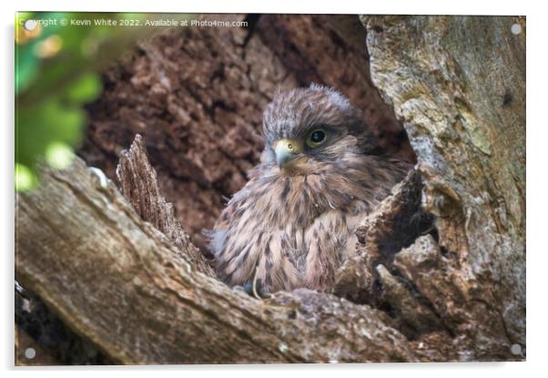 Kestrel chick about ready to fledge Acrylic by Kevin White