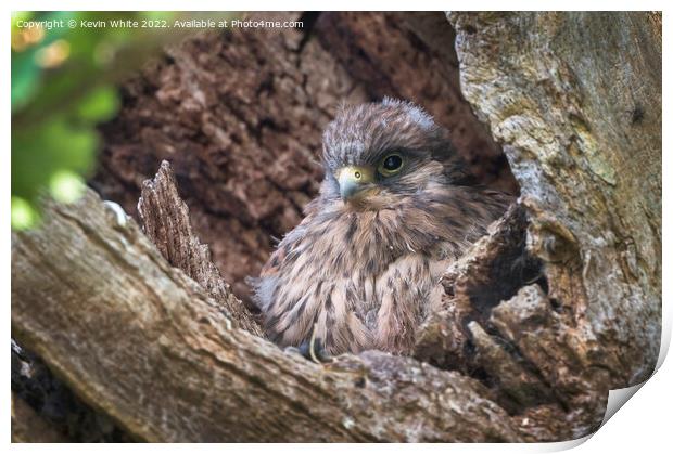 Kestrel chick about ready to fledge Print by Kevin White