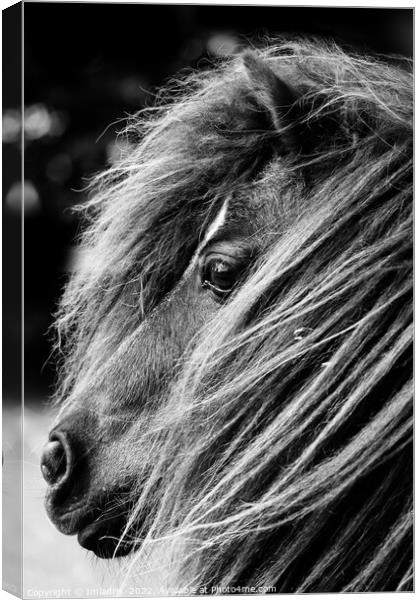 Portrait of a Shetland Pony, Monochrome Canvas Print by Imladris 