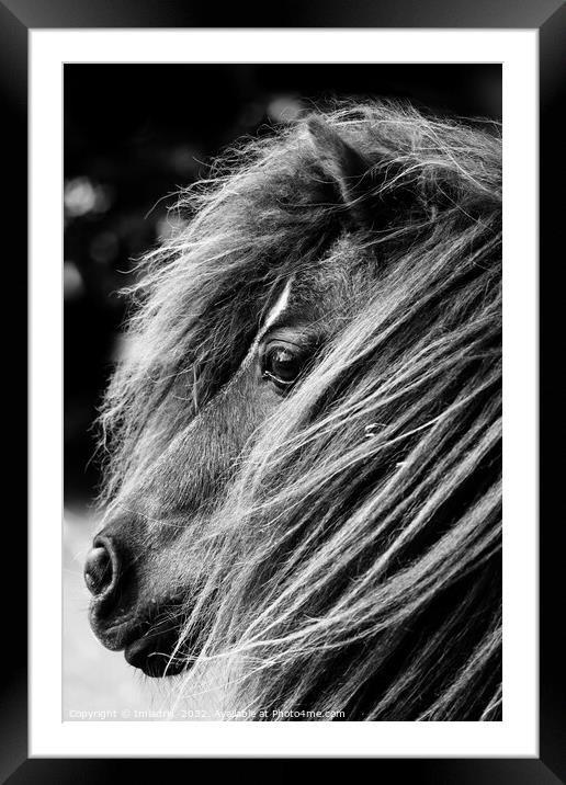 Portrait of a Shetland Pony, Monochrome Framed Mounted Print by Imladris 
