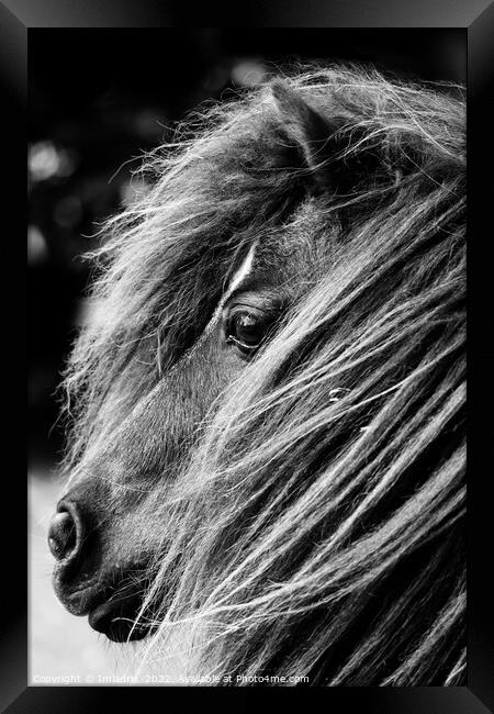 Portrait of a Shetland Pony, Monochrome Framed Print by Imladris 