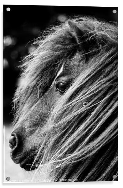 Portrait of a Shetland Pony, Monochrome Acrylic by Imladris 
