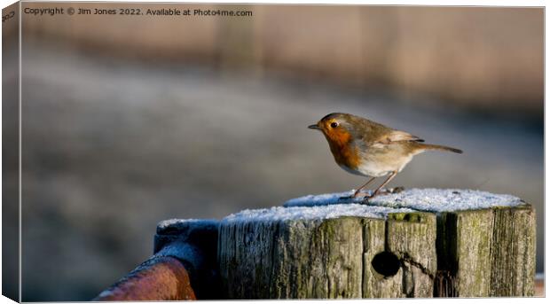 Winter Robin Panorama Canvas Print by Jim Jones