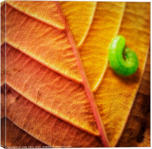 Autumn Leaf with a Caterpillar. Canvas Print by Craig Yates
