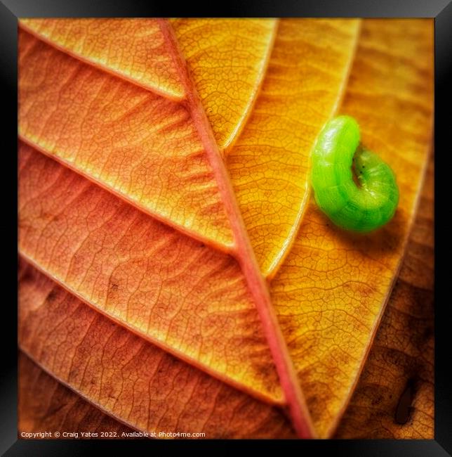 Autumn Leaf with a Caterpillar. Framed Print by Craig Yates