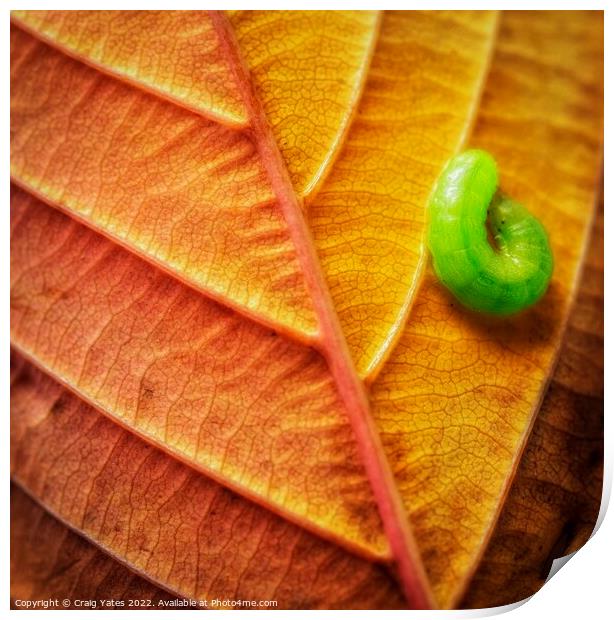 Autumn Leaf with a Caterpillar. Print by Craig Yates