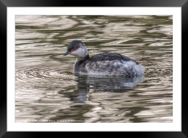 Crimson-Eyed New England Waterbird's Serenity Framed Mounted Print by Holly Burgess