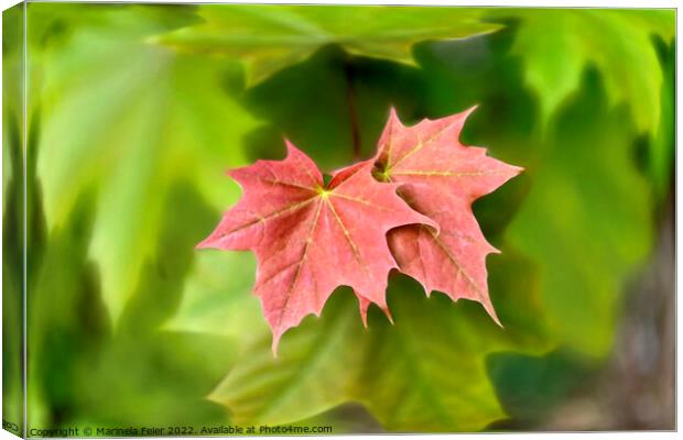 Two maple leaves Canvas Print by Marinela Feier