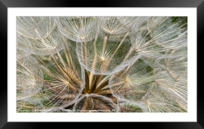 Dandelion close up and macro shot Framed Mounted Print by Adrian Rowley