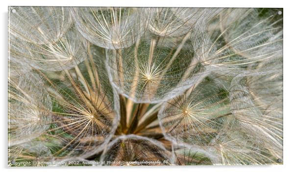 Dandelion close up and macro shot Acrylic by Adrian Rowley