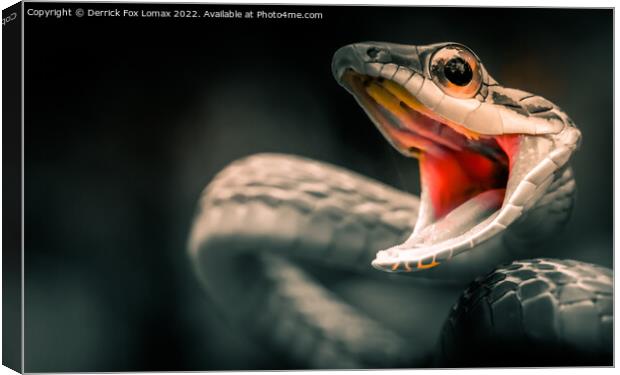 Viper snake Canvas Print by Derrick Fox Lomax