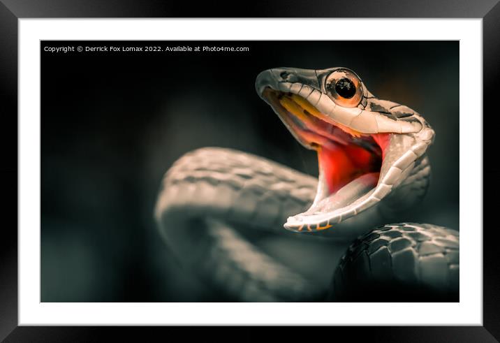 Viper snake Framed Mounted Print by Derrick Fox Lomax