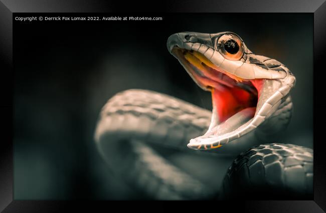 Viper snake Framed Print by Derrick Fox Lomax