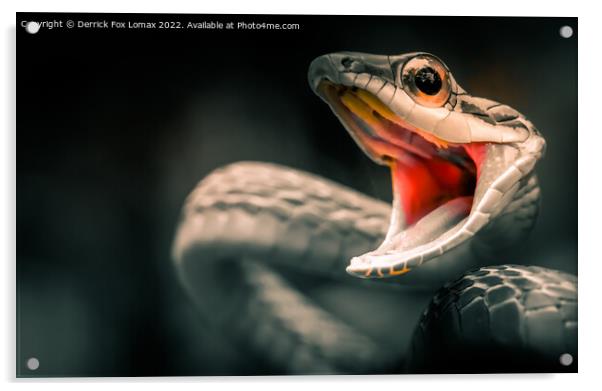 Viper snake Acrylic by Derrick Fox Lomax