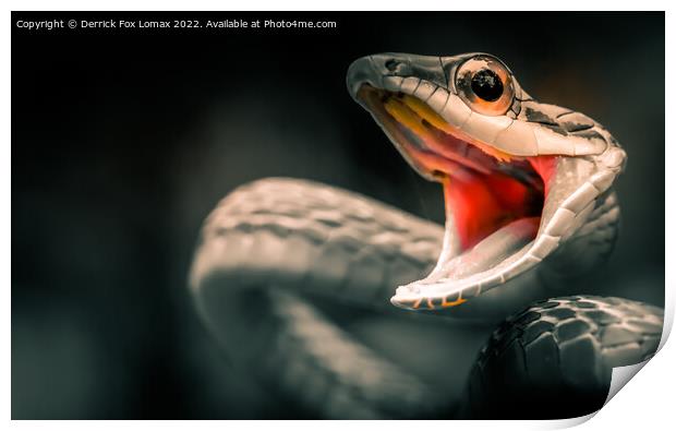 Viper snake Print by Derrick Fox Lomax