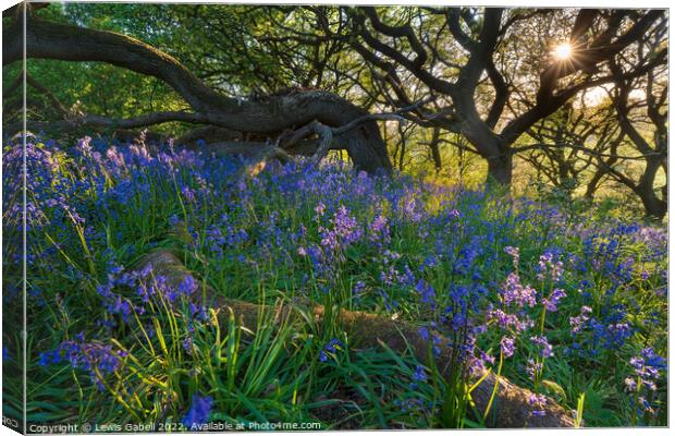 Sunset over bluebell woods near Roseberry Topping  Canvas Print by Lewis Gabell