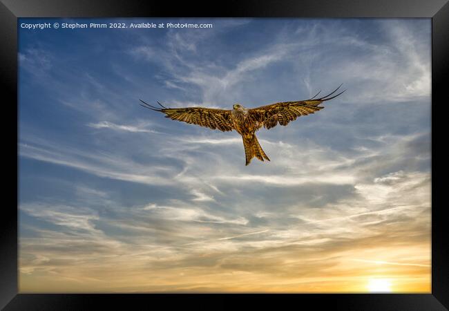 Red Kite in Flight at Sunset Framed Print by Stephen Pimm