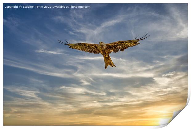 Red Kite in Flight at Sunset Print by Stephen Pimm