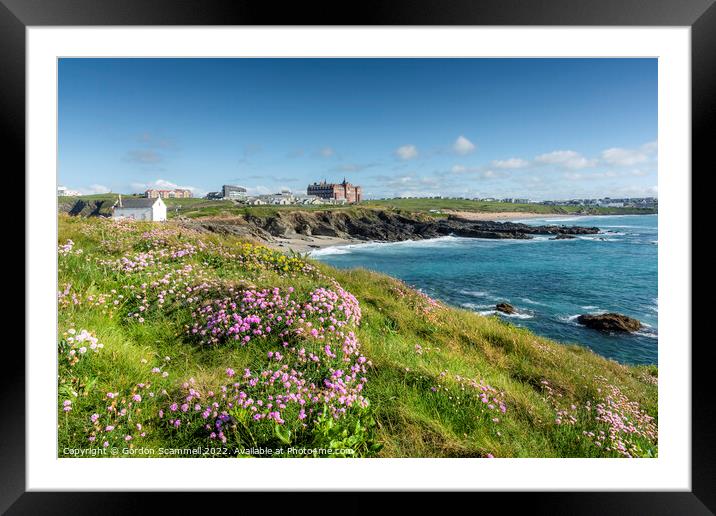 Sea Thrift on the coast at Towan Head in Newquay,  Framed Mounted Print by Gordon Scammell