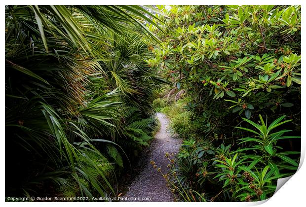 The sub-tropical Trebah Garden in Cornwall. Print by Gordon Scammell
