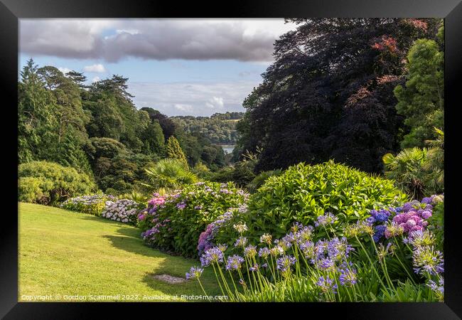 The sub-tropical Trebah Garden in Cornwall. Framed Print by Gordon Scammell
