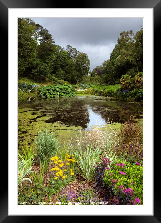 The sub-tropical Trebah Garden in Cornwall. Framed Mounted Print by Gordon Scammell