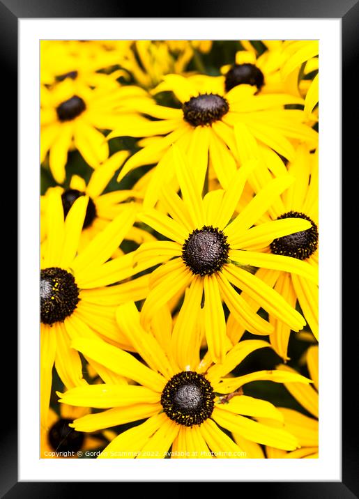 Black Eyed Susan flowers. Framed Mounted Print by Gordon Scammell