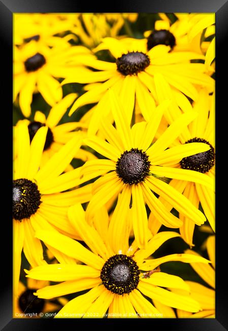 Black Eyed Susan flowers. Framed Print by Gordon Scammell