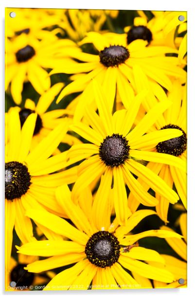 Black Eyed Susan flowers. Acrylic by Gordon Scammell