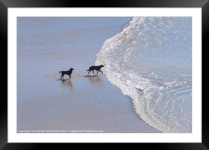Dogs paddling in the sea at Polly Joke in Cornwall Framed Mounted Print by Gordon Scammell