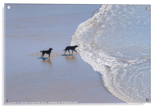 Dogs paddling in the sea at Polly Joke in Cornwall Acrylic by Gordon Scammell