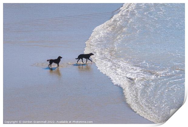 Dogs paddling in the sea at Polly Joke in Cornwall Print by Gordon Scammell