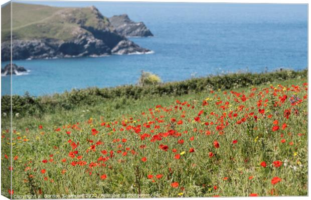 Poppies on Pentire Point West in Newquay, Cornwall Canvas Print by Gordon Scammell