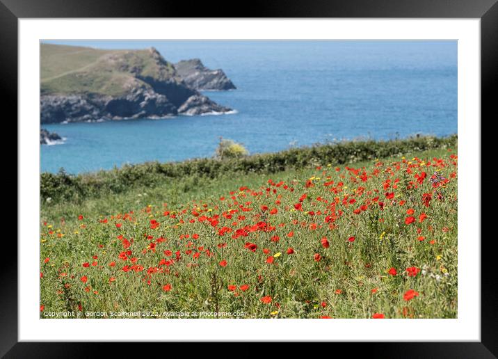 Poppies on Pentire Point West in Newquay, Cornwall Framed Mounted Print by Gordon Scammell