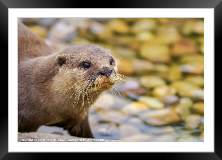 Otter by Water Framed Mounted Print by Carol Herbert