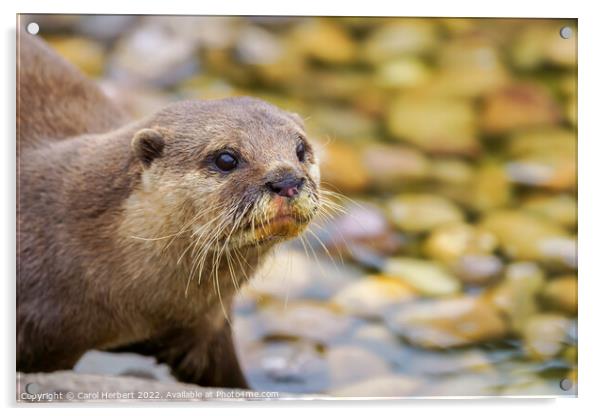 Otter by Water Acrylic by Carol Herbert