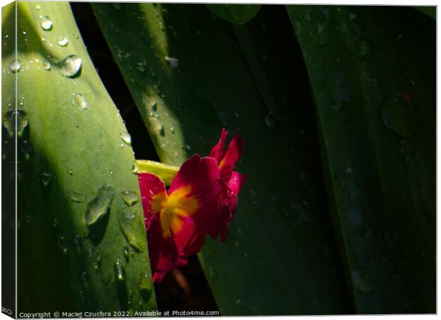 Shy Primrose Canvas Print by Maciej Czuchra