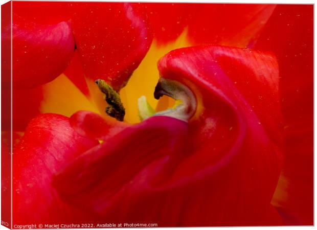 Inner World of Tulip Flower  Canvas Print by Maciej Czuchra