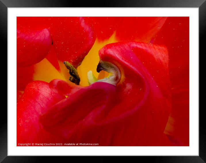 Inner World of Tulip Flower  Framed Mounted Print by Maciej Czuchra