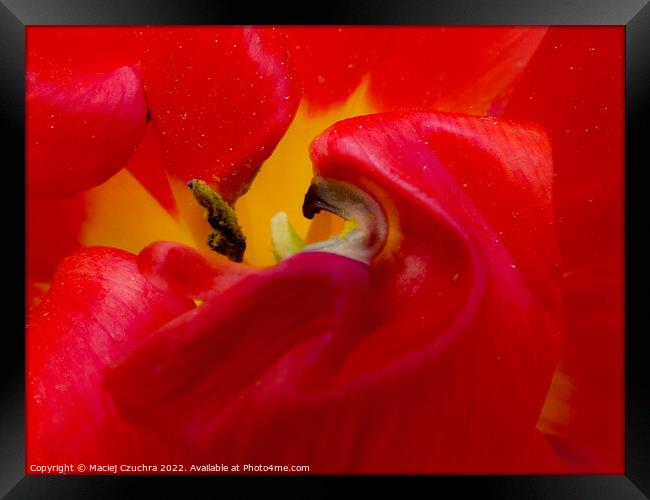 Inner World of Tulip Flower  Framed Print by Maciej Czuchra