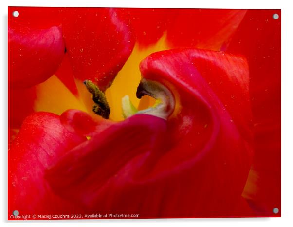Inner World of Tulip Flower  Acrylic by Maciej Czuchra