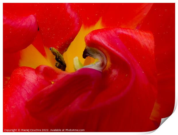 Inner World of Tulip Flower  Print by Maciej Czuchra